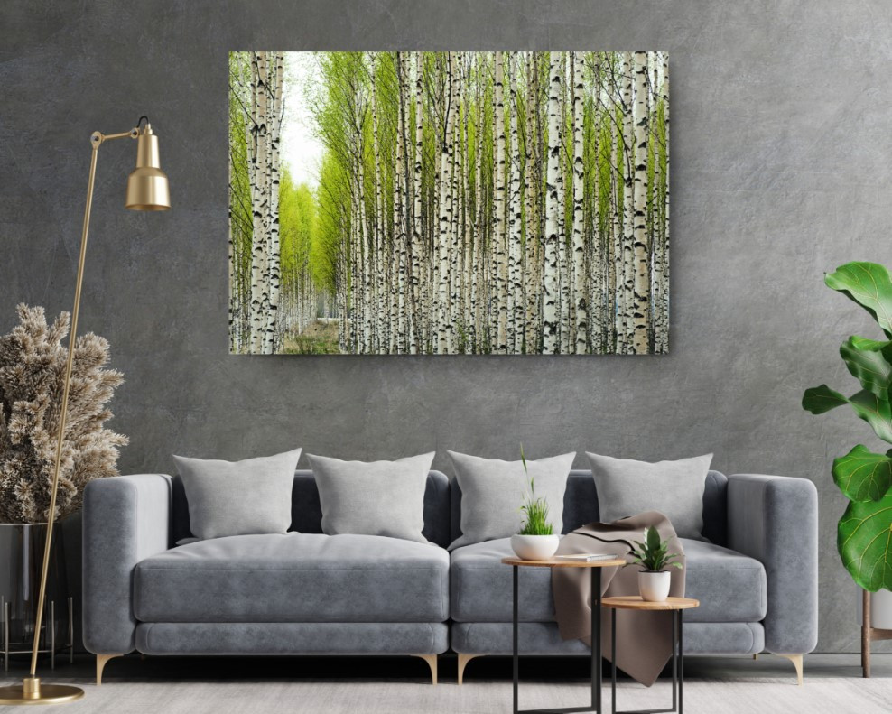 Birch Trees in Spring Canvas Wall Art Home Decoration