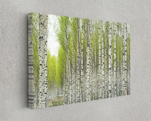 Birch Trees in Spring Canvas Wall Art Home Decoration