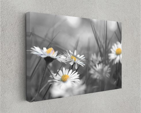 Chamomile Flower Daisy Nature Canvas Print Wall Art Home Decoration