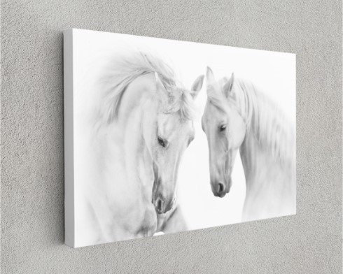 Couple White Horse On White Animal Canvas Print Wall Art Home Decoration