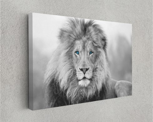 Blue Colored Eye African Lion Motivation Animal Canvas Print Wall Art