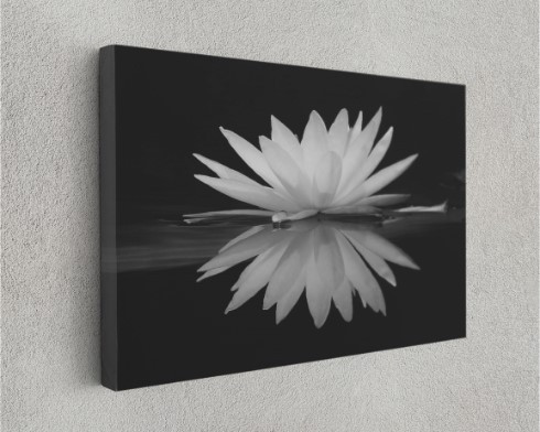 Lotus Flower in Water Plant Floral Motivation Canvas Print Wall Art