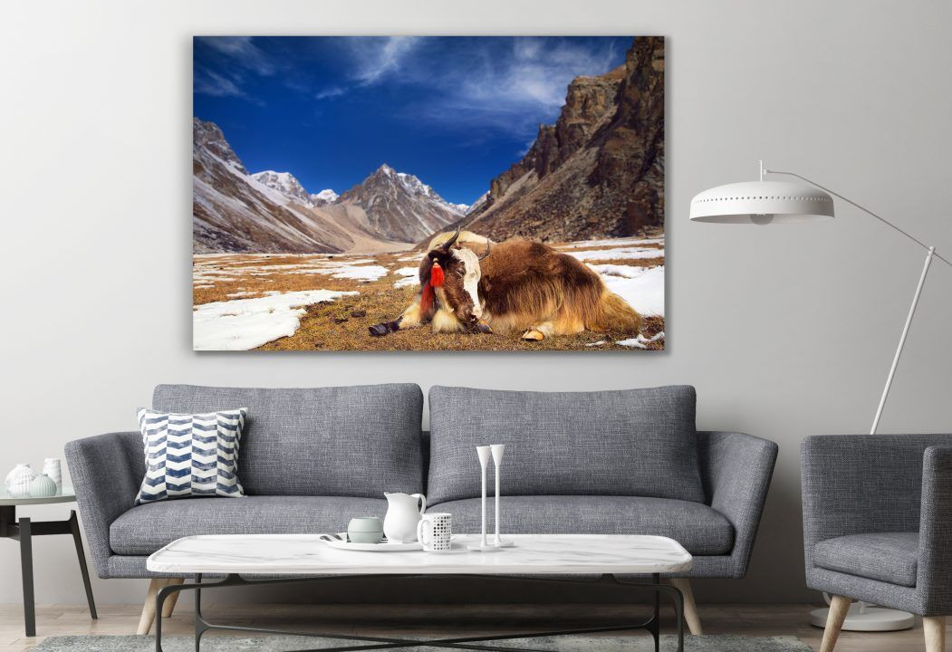 Yak in The Mountains Animal Canvas Print Wall Art