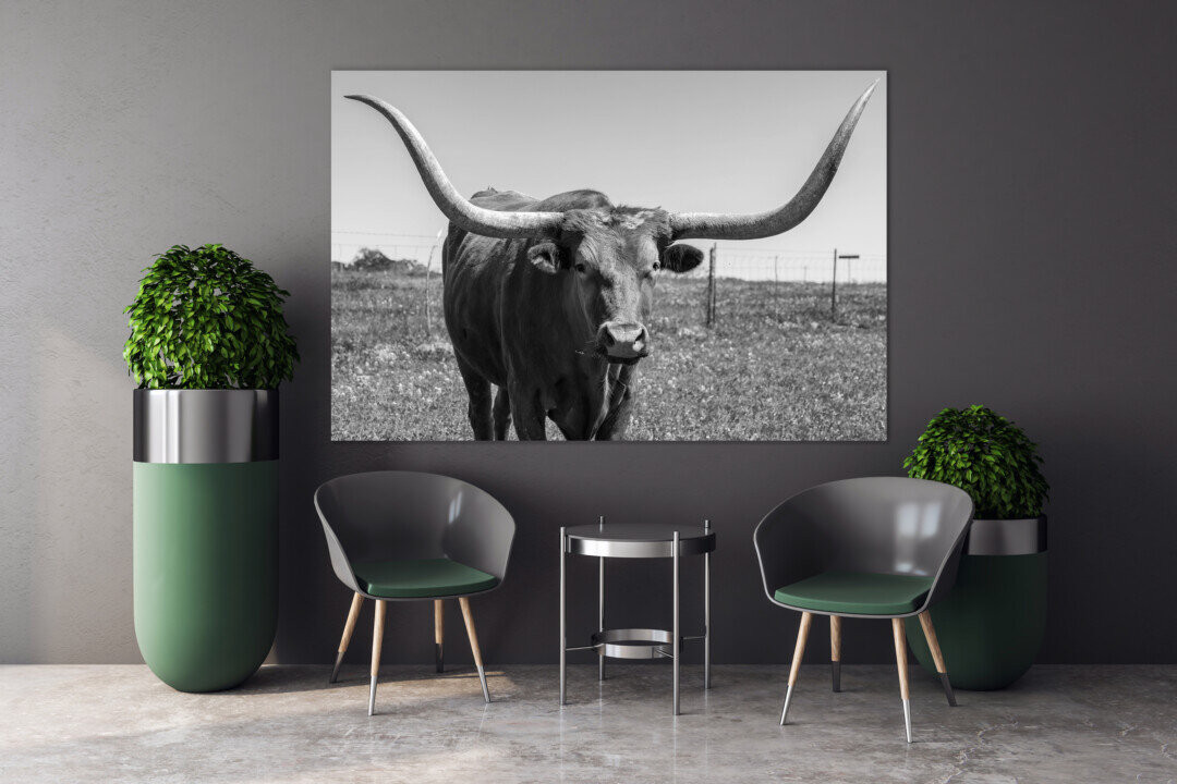 Close Up Longhorn Cow in The Texas Animal Canvas Prints