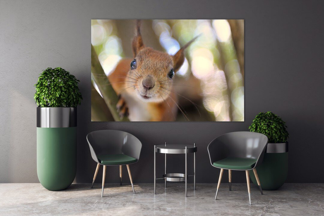 Squirrel Cute Animal Lovers Funny Times Canvas Print Wall