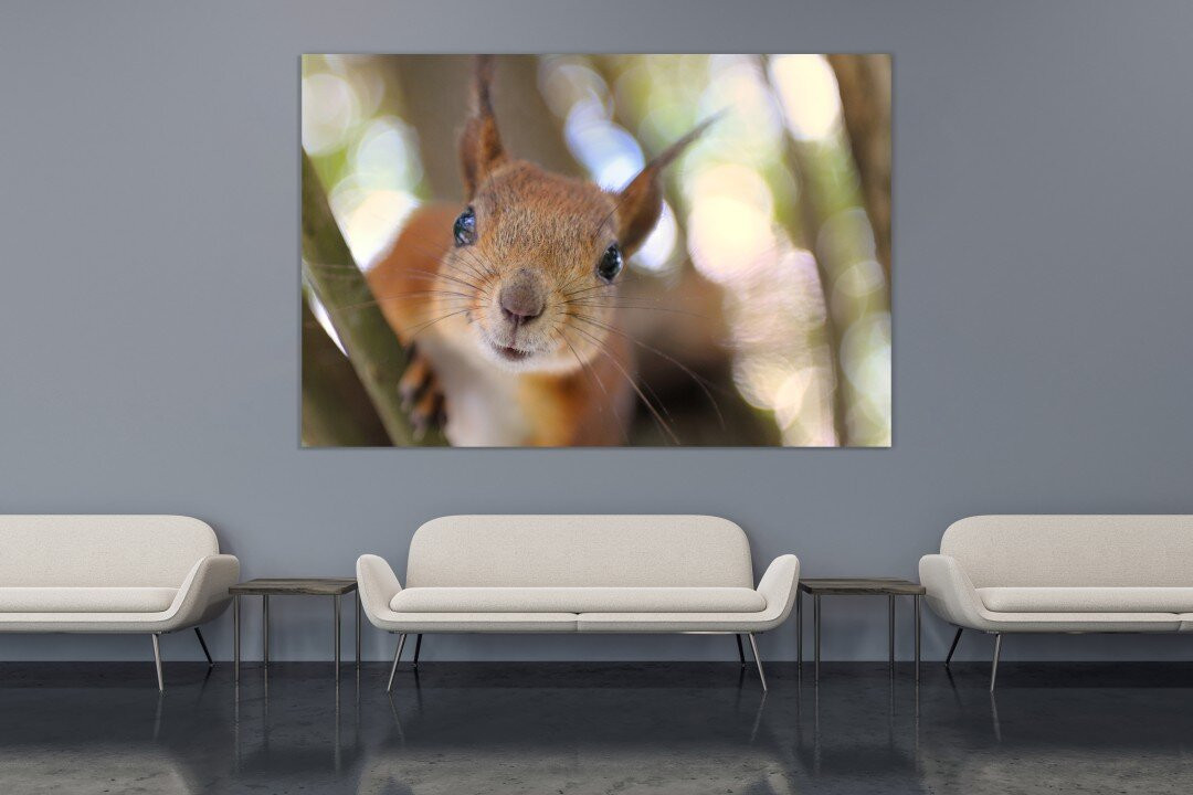 Squirrel Cute Animal Lovers Funny Times Canvas Print Wall