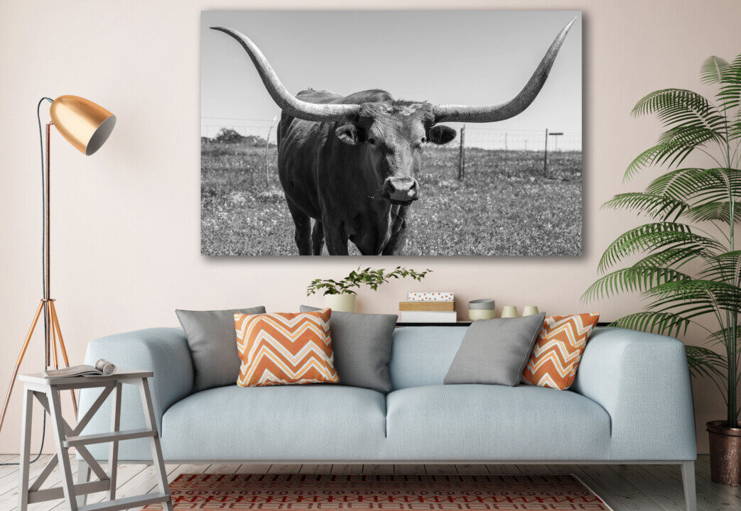 Close Up Longhorn Cow in The Texas Animal Canvas Prints