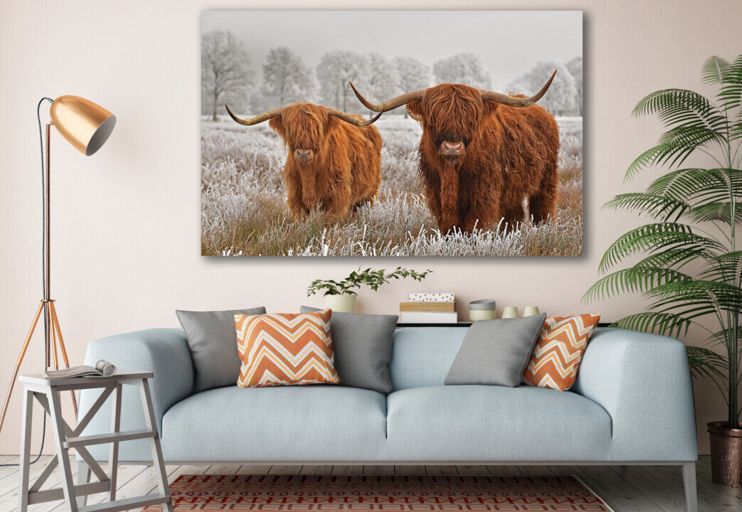 Highland Cow Rustic Animal Canvas Print Wall Art