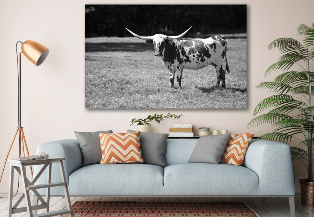 Texas Longhorn Cow in Meadow Animal Canvas Prints