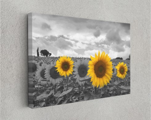 Sunflowers Color Splash Nature Art Canvas Print Wall Art Home Decoration