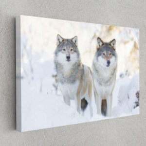 Two Wolves In Cold Winter Animal Canvas Print Wall Art